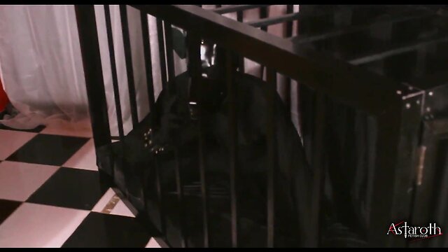 Master takes his dog for a walk in the city. afterwards in his lockup the dog