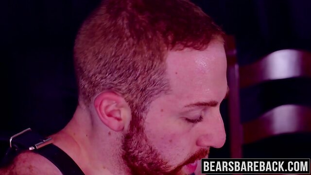 Compilation of bears intensely mating